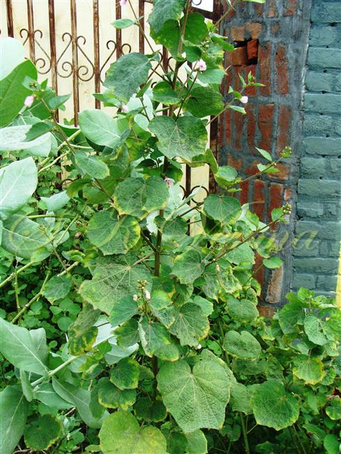  Plant